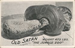 Old Satan Weight 473 Lbs The Jungle Zoo Postcard
