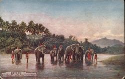 Elephants in the Mahavilla Ganga, Ceylon Postcard